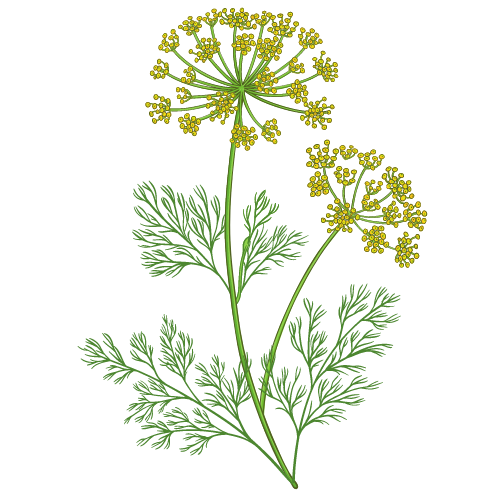 Whole Fennel Seed